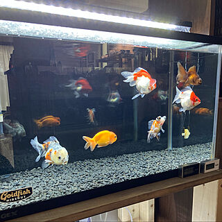 金魚水槽 オランダ獅子頭のおしゃれなアレンジ 飾り方のインテリア実例 Roomclip ルームクリップ