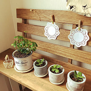 100均 金の成る木のインテリア実例 Roomclip ルームクリップ