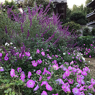 アメジストセージ サルビアレウカンサのインテリア実例 Roomclip ルームクリップ アメジストセージ サルビアレウカンサのインテリア実例 Roomclip ルームクリップ