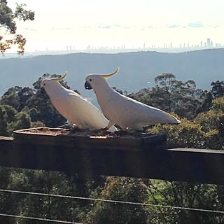 部屋全体/インテリアじゃなくてごめんなさい/自然いっぱい/野鳥/おはようございます◡̈♥︎のインテリア実例 - 2015-10-24 07:20:39