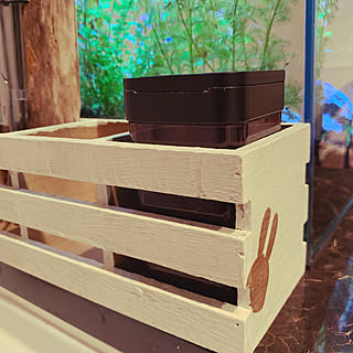 アクアリウム/100均/リビングのインテリア実例 - 2020-01-23 20:19:25