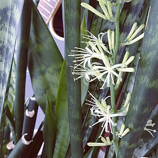 珍しい花のインテリア実例 Roomclip ルームクリップ