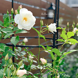 つるバラ アイスバーグのインテリア実例 Roomclip ルームクリップ