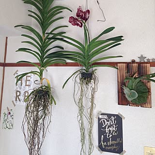 世界らん展のインテリア実例 Roomclip ルームクリップ