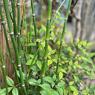 ガーデニング トクサのインテリア実例 Roomclip ルームクリップ