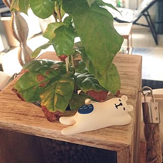 シロクマ カインズホームの鉢のおしゃれなアレンジ 飾り方のインテリア実例 Roomclip ルームクリップ
