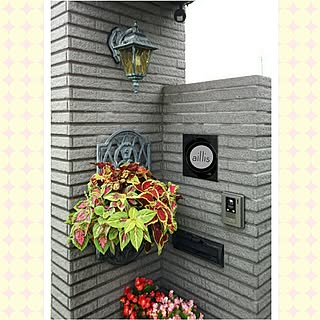 寄せ植え ベゴニアのインテリア実例 Roomclip ルームクリップ