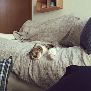 無印良品/ねこ/スコティッシュフォールド/ねこのいる日常/無印良品 壁に付けられる家具...などのインテリア実例 - 2016-09-02 16:12:58