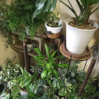 リビング/ありがとう/賃貸でも楽しく♪/観葉植物のある暮らし/NO GREEN NO LIFE...などのインテリア実例 - 2017-06-24 17:22:30