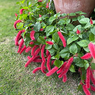 部屋全体 キャットテールのインテリア実例 Roomclip ルームクリップ