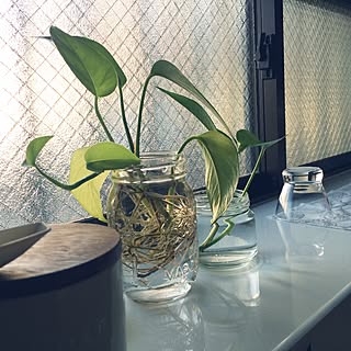 キッチン ポトス水栽培のインテリア実例 Roomclip ルームクリップ