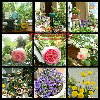 棚/いいね!押し逃げばかりでごめんなさい。/いつもいいね!ありがとうございます♪/いいね&フォローありがとうございます☆/お気遣いに感謝...などのインテリア実例 - 2017-06-11 17:48:03