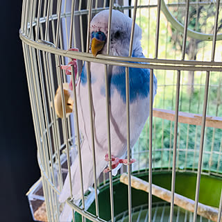 鳥さん♪/いやされるぅん♪/いつもありがとうございます♪感謝☆/猫のいる暮らし/体調が不良...などのインテリア実例 - 2019-06-15 12:03:42