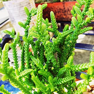 クラッスラ 若緑のインテリア実例 Roomclip ルームクリップ