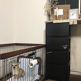 ペット/犬/山善収納部/ルームス/くらしのeショップ...などのインテリア実例 - 2019-10-21 11:47:02
