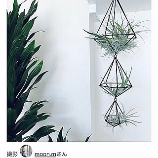 ダイソー エアープランツホルダーのインテリア実例 Roomclip ルームクリップ ダイソー エアープランツホルダーのインテリア実例 Roomclip ルームクリップ