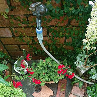 玄関/入り口/花のある暮らし/ゼラニュウム/立水栓のインテリア実例 - 2017-07-07 08:38:49