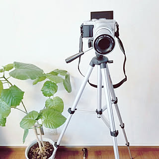 机/デジタル一眼レフ/デジイチ/OLYMPUS/オリンパスのインテリア実例 - 2018-10-11 20:53:26