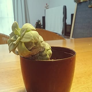 プラチナドレス/エケベリア/NO GREEN NO LIFE/エケベリア ピーコッキー プラチナドレス/多肉植物...などのインテリア実例 - 2015-12-13 14:06:32