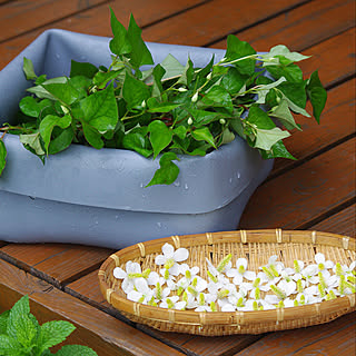 ドクダミ どくだみの花のインテリア実例 Roomclip ルームクリップ ドクダミ どくだみの花のインテリア実例 Roomclip ルームクリップ