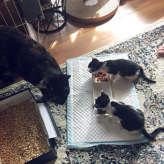まめとうめ/猫と暮らす/中古戸建て/猫/子猫...などのインテリア実例 - 2019-10-10 21:26:43