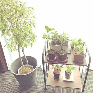 観葉植物 日光浴中のインテリア実例 Roomclip ルームクリップ