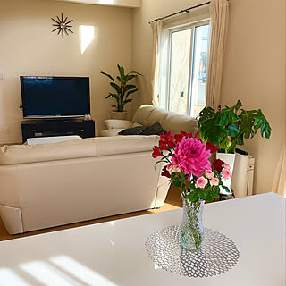 観葉植物の生産直販 幸せの花急便のおすすめ家具 インテリアの商品一覧 全40件 Roomclipショッピング