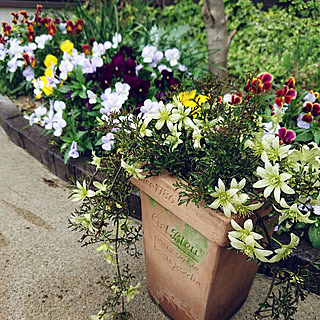 クレマチス ペトリエイのインテリア実例 Roomclip ルームクリップ クレマチス ペトリエイのインテリア実例 Roomclip ルームクリップ