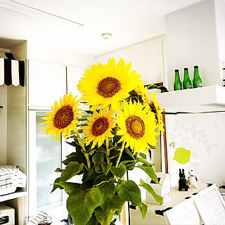 夏の花 ひまわりのおしゃれなアレンジ 飾り方のインテリア実例 Roomclip ルームクリップ