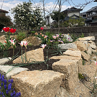 ステラータのインテリア実例 Roomclip ルームクリップ