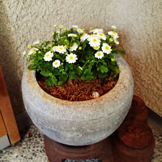 玄関/入り口/癒し空間♪/いつもいいねをありがとうございます♡/みんなの作品に刺激ウケてます♡/可愛いものも好き...などのインテリア実例 - 2017-03-07 17:51:26