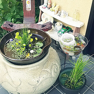 ダイソー ビオトープのおしゃれなアレンジ 飾り方のインテリア実例 Roomclip ルームクリップ