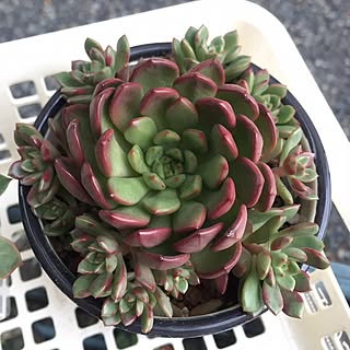 バッシュフルのインテリア実例 Roomclip ルームクリップ