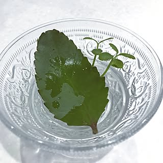 キッチン/キッチンの癒し♡/イベント参加中/葉っぱ/日替わり投稿企画!木曜日...などのインテリア実例 - 2017-05-18 19:38:09