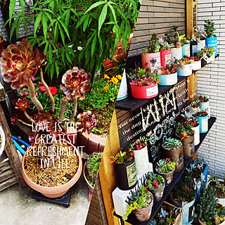 多肉寄せ植え/黒法師!?/リメ缶♡/多肉棚DIY/ステンシル♡...などのインテリア実例 - 2018-07-11 10:14:37