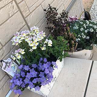 ガーデニング ベルフラワーのインテリア実例 Roomclip ルームクリップ