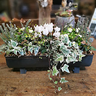 ガーデンシクラメン白のインテリア実例 Roomclip ルームクリップ