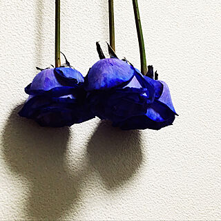 青い薔薇のインテリア実例 Roomclip ルームクリップ