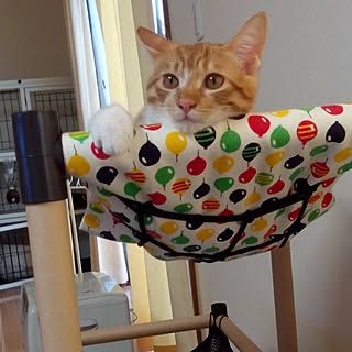 リビング 猫 ハンモックのインテリア実例 Roomclip ルームクリップ