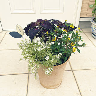 植物 スーパーアリッサム フロスティーナイトのおしゃれなアレンジ 飾り方のインテリア実例 Roomclip ルームクリップ