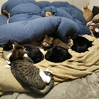 ベッド周り/6にゃんず/猫と暮らす。/フォロワーさんに感謝♥/ねこも家族♥...などのインテリア実例 - 2018-02-03 20:10:42