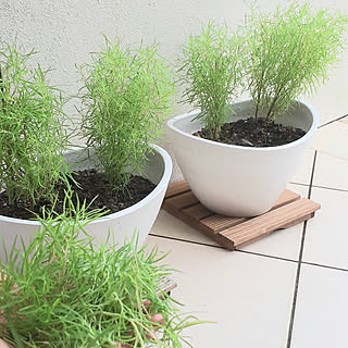 玄関 入り口 カインズホームの鉢のインテリア実例 Roomclip ルームクリップ