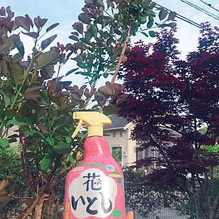 庭 イロハモミジのおしゃれなインテリアコーディネート レイアウトの実例 Roomclip ルームクリップ