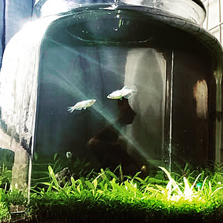 水草の絨毯のインテリア実例 Roomclip ルームクリップ