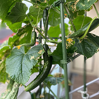 玄関 入り口 サントリー本気野菜のインテリア実例 Roomclip ルームクリップ