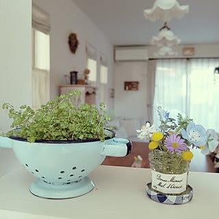 キッチン/室内グリーン/ボンヌのミニ瓶/ミニコランダー/朝の1枚/2014/05/02のインテリア実例 - 2014-05-02 08:15:24