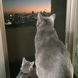棚/ルームクリップマグに載りました/夕焼けにゃんにゃん/猫のいる日常/ねこバカ...などのインテリア実例 - 2015-12-08 17:23:21