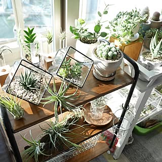 棚/観葉植物/植物/エアプランツ/チランジア...などのインテリア実例 - 2015-03-02 22:51:35