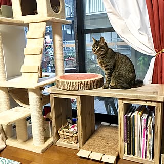 猫 爪とぎdiyのインテリア 手作りの実例 Roomclip ルームクリップ