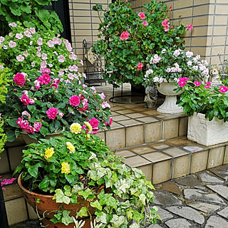 寄せ植え インパチェンスのインテリア実例 Roomclip ルームクリップ 寄せ植え インパチェンスのインテリア実例 Roomclip ルームクリップ